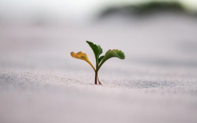 Expanding Freelance Portfolios: Scaling for Success
